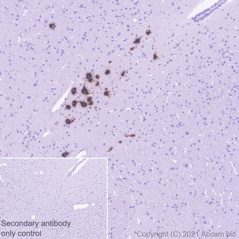 Immunohistochemistry (Formalin/PFA-fixed paraffin-embedded sections) - Anti-Urocortin antibody [EPR25060-64] - BSA and Azide free (AB283516)