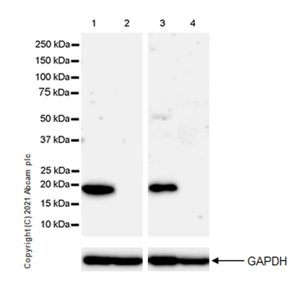 Western blot - Anti-Urocortin antibody [EPR25060-64] - BSA and Azide free (AB283516)