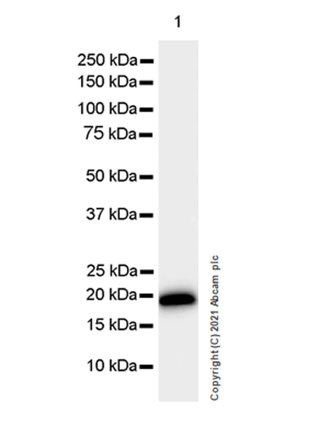 Western blot - Anti-Urocortin antibody [EPR25060-64] - BSA and Azide free (AB283516)