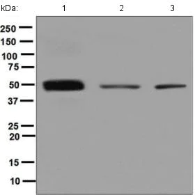 Western blot - Anti-Urokinase antibody [EPR6273] (AB133563)