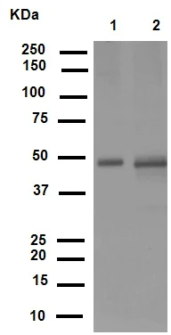 Western blot - Anti-Urokinase antibody [EPR6273] (AB133563)