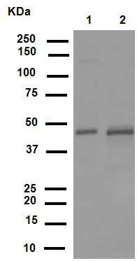 Western blot - Anti-Urokinase antibody [EPR6273] (AB133563)