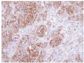 Immunohistochemistry (Formalin/PFA-fixed paraffin-embedded sections) - Anti-uronyl 2 sulfotransferase/UST antibody (AB137624)