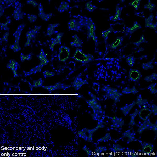 Immunohistochemistry (Frozen sections) - Anti-Uroplakin Ib/UPIb antibody [2N23] (AB237777), expandable thumbnail