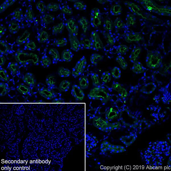 Immunohistochemistry (Frozen sections) - Anti-Uroplakin Ib/UPIb antibody [2N23] (AB237777)