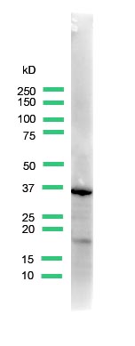Western blot - Anti-Uroplakin III antibody (AB82173)