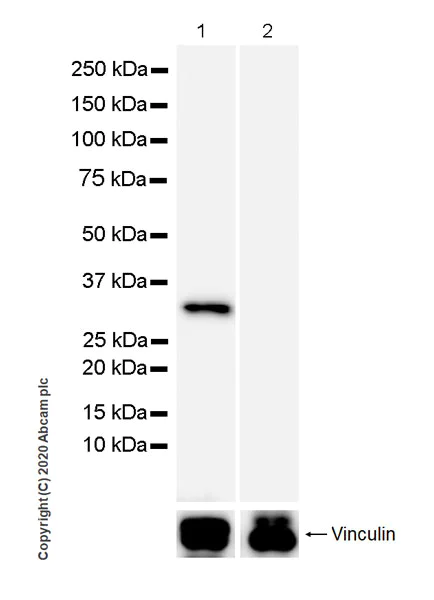 Western blot - Anti-Uroplakin IIIB antibody [C362] - BSA and Azide free (AB255744)