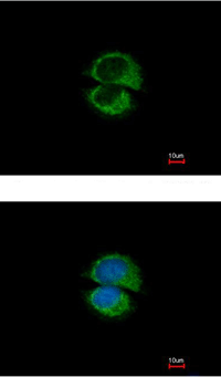 Immunocytochemistry/ Immunofluorescence - Anti-Use1 antibody (AB111690)
