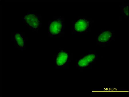 Immunocytochemistry/ Immunofluorescence - Anti-USF1 antibody (AB167693)