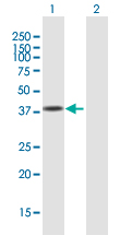 Western blot - Anti-USF1 antibody (AB167693), expandable thumbnail