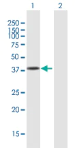 Western blot - Anti-USF1 antibody (AB167693)