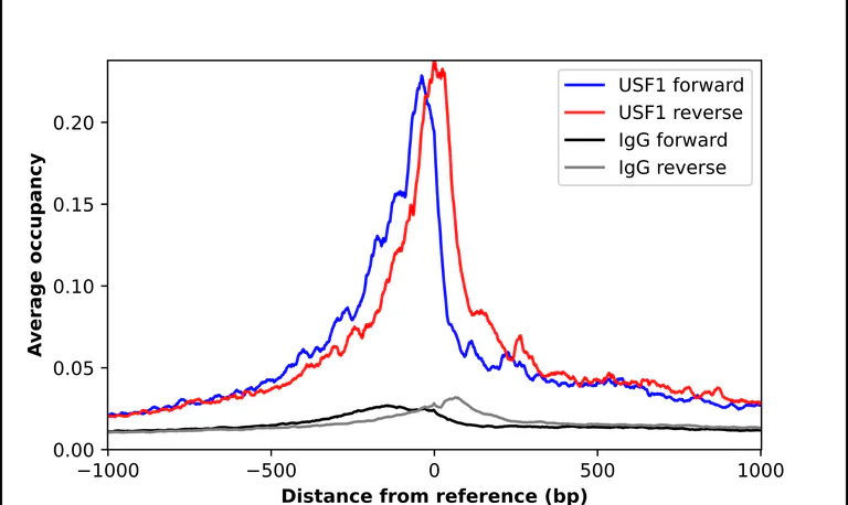 ChIP - Anti-USF1 Antibody (AB327226)