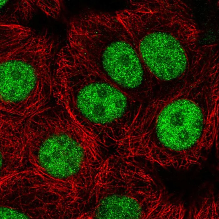 Immunocytochemistry/ Immunofluorescence - Anti-USF1 Antibody (AB327226)