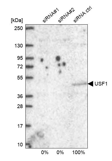 Western blot - Anti-USF1 Antibody (AB327226)