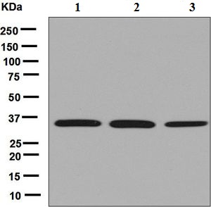 Western blot - Anti-USF1 antibody [EPR6430] (AB125020), expandable thumbnail