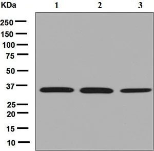 Western blot - Anti-USF1 antibody [EPR6430] (AB125020)