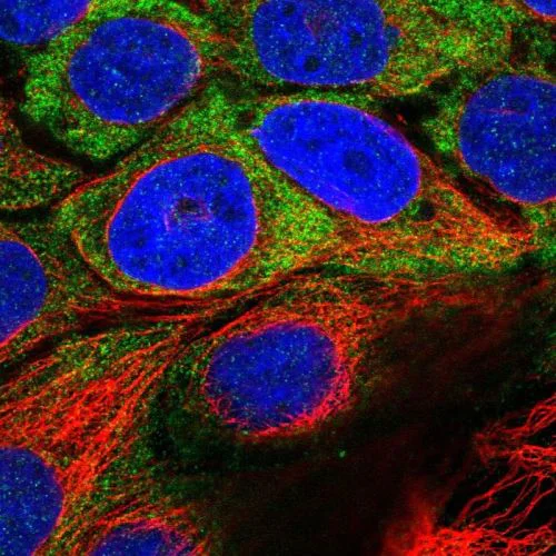 Immunocytochemistry/ Immunofluorescence - Anti-USH1C/Harmonin antibody (AB244404)