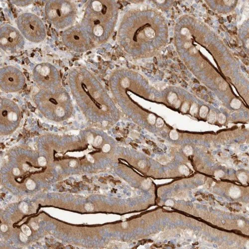 Immunohistochemistry (Formalin/PFA-fixed paraffin-embedded sections) - Anti-USH1C/Harmonin antibody (AB244404)