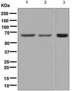 Anti-USH1C/Harmonin antibody [EPR8131]
