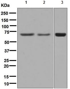 Western blot - Anti-USH1C/Harmonin antibody [EPR8131] - BSA and Azide free (AB248645)