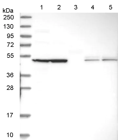 Western blot - Anti-USH1G antibody (AB150820)
