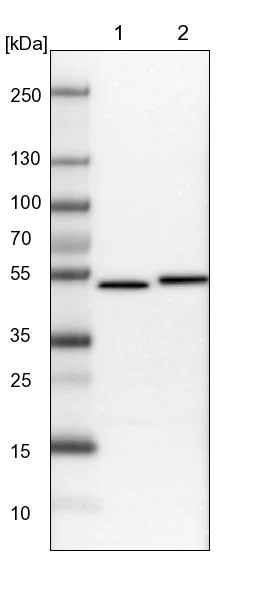 Western blot - Anti-USH1G antibody (AB150820)