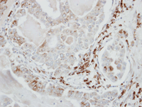 Immunohistochemistry (Formalin/PFA-fixed paraffin-embedded sections) - Anti-USO1 antibody (AB102470), expandable thumbnail