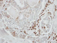 Immunohistochemistry (Formalin/PFA-fixed paraffin-embedded sections) - Anti-USO1 antibody (AB102470)