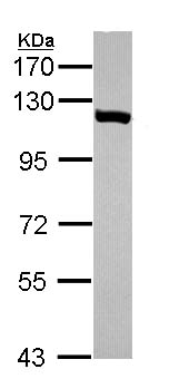 Western blot - Anti-USO1 antibody (AB102470), expandable thumbnail