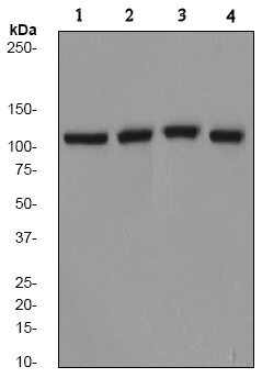 Western blot - Anti-USO1 antibody [EPR2140Y] - BSA and Azide free (AB247358)