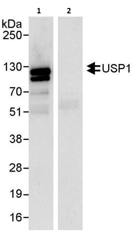 Immunoprecipitation - Anti-USP1 antibody (AB264221), expandable thumbnail