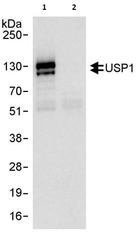 Immunoprecipitation - Anti-USP1 antibody (AB264222), expandable thumbnail