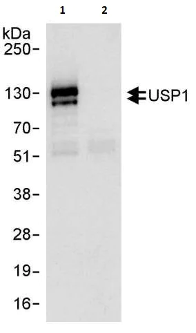 Immunoprecipitation - Anti-USP1 antibody (AB264222)