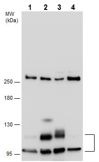 Western blot - Anti-USP1 antibody - C-terminal (AB227551)