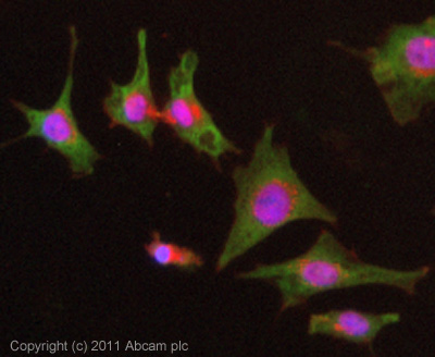 Immunocytochemistry/ Immunofluorescence - Anti-USP10 antibody (AB70895), expandable thumbnail