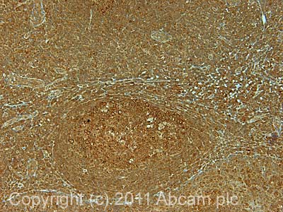 Immunohistochemistry (Formalin/PFA-fixed paraffin-embedded sections) - Anti-USP10 antibody (ab70895), expandable thumbnail