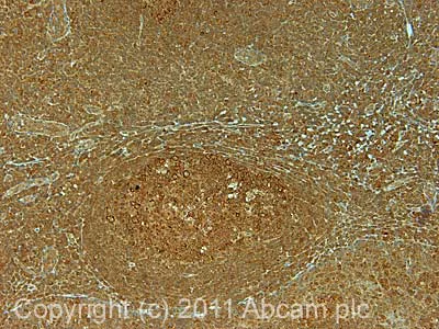 Immunohistochemistry (Formalin/PFA-fixed paraffin-embedded sections) - Anti-USP10 antibody (AB70895)