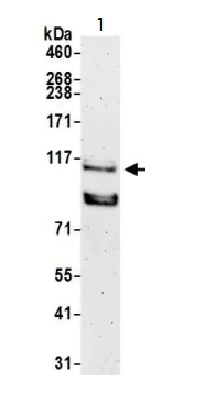Western blot - Anti-USP10 antibody (AB70895)