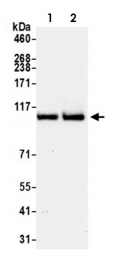Western blot - Anti-USP10 antibody (AB70895), expandable thumbnail