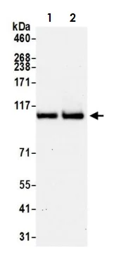 Western blot - Anti-USP10 antibody (AB70895)