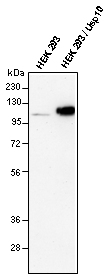 Western blot - Anti-USP10 antibody (AB72486)