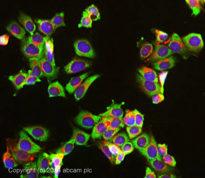 Immunocytochemistry/ Immunofluorescence - Anti-USP10 antibody [EPR4261] (AB109219)