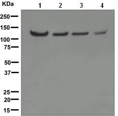 Western blot - Anti-USP10 antibody [EPR4261] (AB109219)