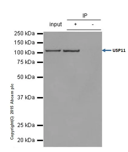 Immunoprecipitation - Anti-USP11 antibody [EPR4346] (AB109232)