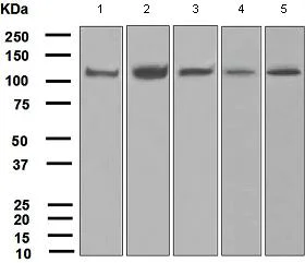 Western blot - Anti-USP11 antibody [EPR4346] (AB109232)