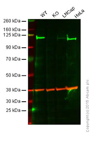 Western blot - Anti-USP11 antibody [EPR4346] (AB109232)