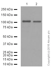 Western blot - Anti-USP11 antibody [EPR4346] (AB109232)