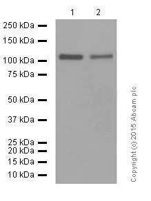 Western blot - Anti-USP11 antibody [EPR4346] (AB109232)
