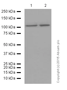 Western blot - Anti-USP11 antibody [EPR4346] (AB109232)