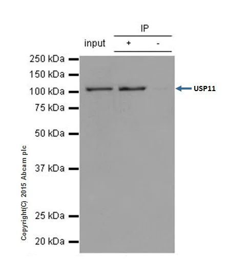 Immunoprecipitation - Anti-USP11 antibody [EPR4346] - BSA and Azide free (AB239957)